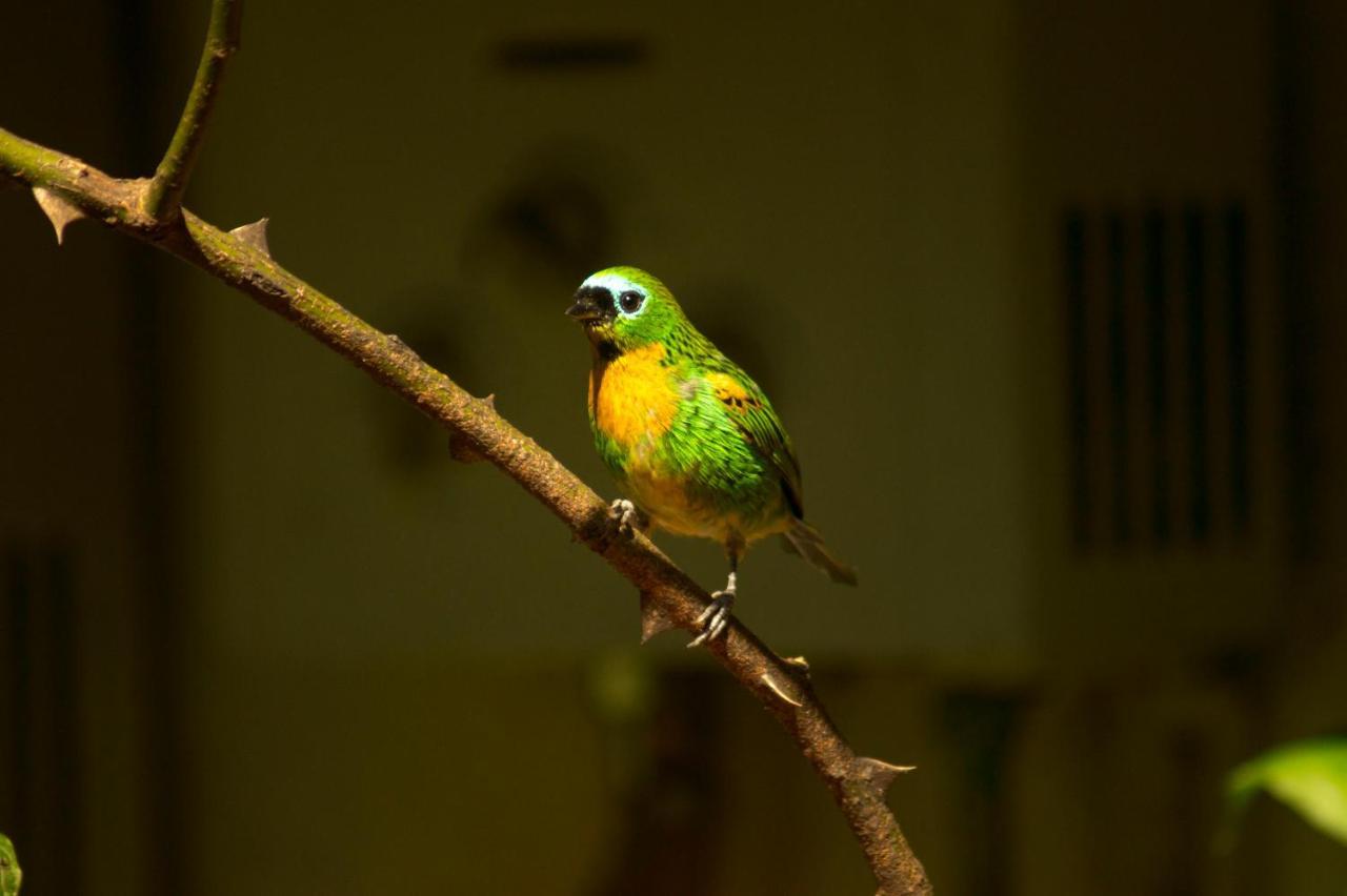 Inn Belvedere Monte Verde (Minas Gerais)